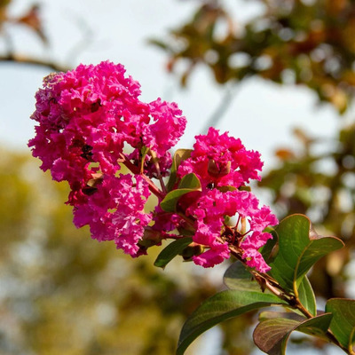 Lagerstroemia x 'Tuscarora' Hibrid selyemmirtusz