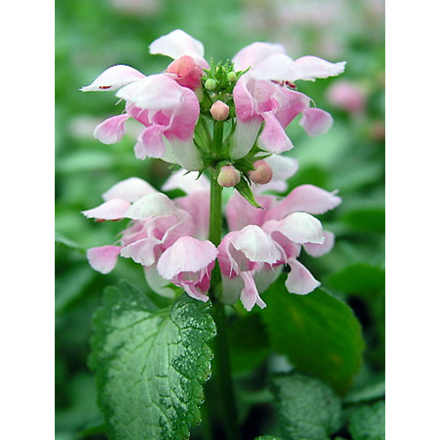 Lamium maculatum 'Shell Pink' Árvacsalán