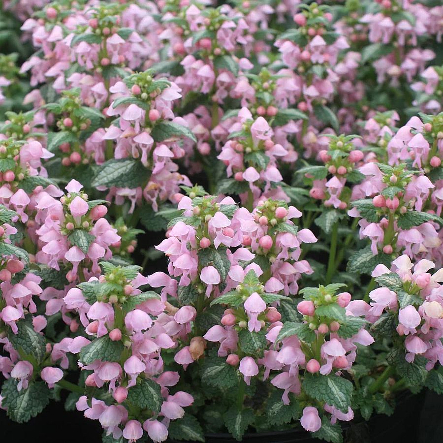 Árvacsalán Lamium maculatum 'Shell Pink'