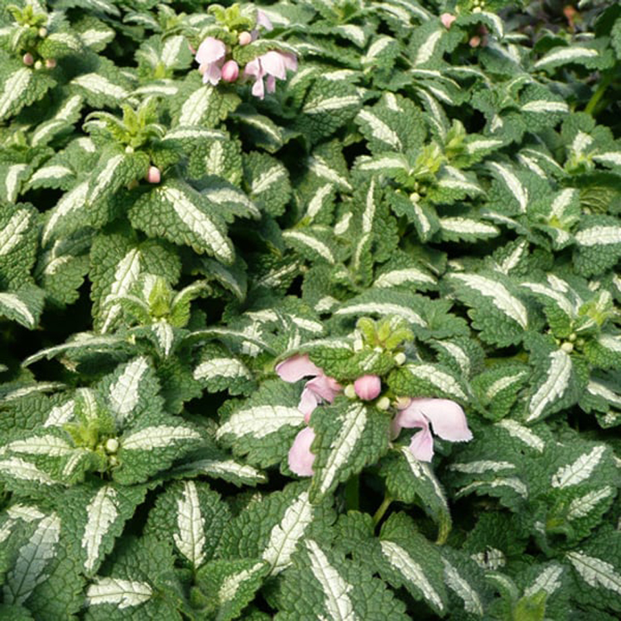 Árvacsalán Lamium maculatum 'Shell Pink'