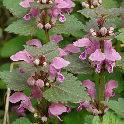 Lamium maculatum Árvacsalán