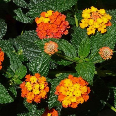 Sétányrózsa Lantana camara