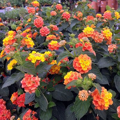 Sétányrózsa Lantana camara