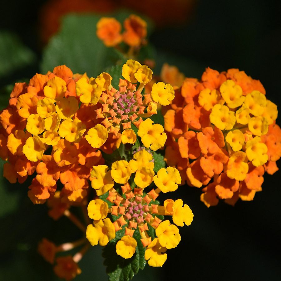 Lantana camara Sétányrózsa