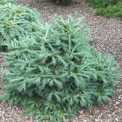 Larix kaempferi 'Blue Dwarf' Törpe vörösfenyő