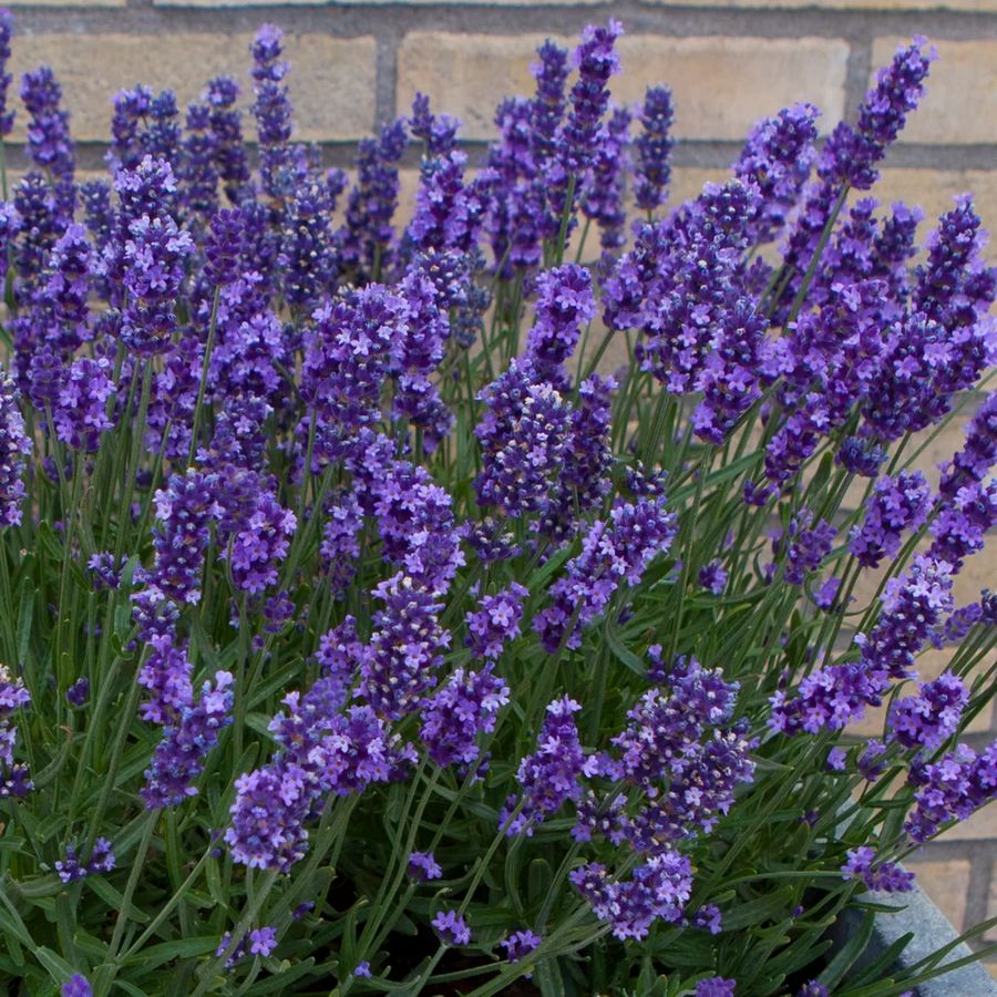 Lavandula angustifolia 'Anna' Angol levendula