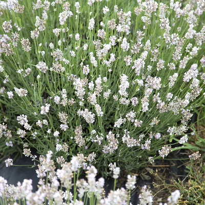 Lavandula angustifolia 'Arctic Snow' Valódi levendula