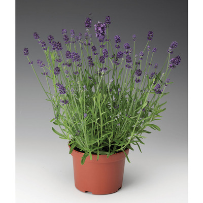 Lavandula angustifolia 'Blue Scent' Valódi levendula