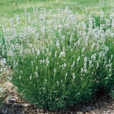 Lavandula angustifolia 'Edelweiss' Valódi levendula