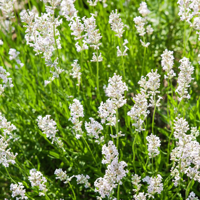 Lavandula angustifolia 'Ellagance Ice' Angol levendula