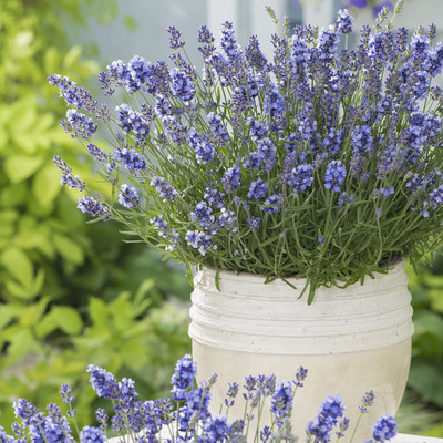 Lavandula angustifolia 'Essence Purple' Valódi levendula