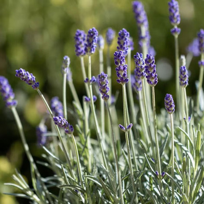 Lavandula angustifolia 'Felice' Valódi levendula