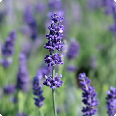 Lavandula angustifolia 'Hidcote Dark Blue' Angol levendula