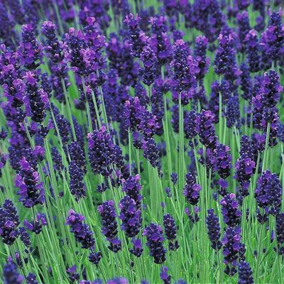 Angol levendula Lavandula angustifolia 'Hidcote Dark Blue'