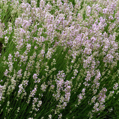 Lavandula angustifolia 'Hidcote Pink' Angol levendula