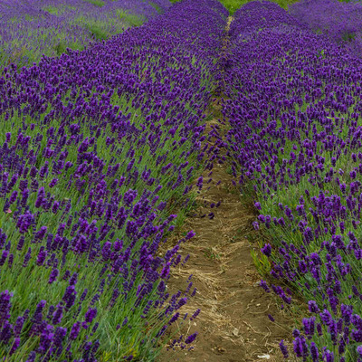 Lavandula angustifolia 'Imperial Gem' Valódi levendula