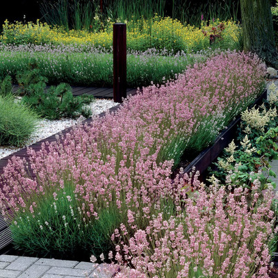 Lavandula angustifolia 'Rosea' Valódi levendula