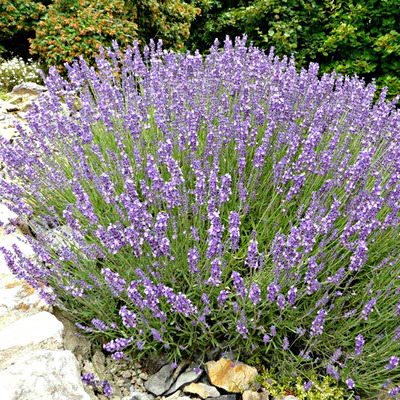 Lavandula angustifolia 'Silver Mist' Angol levendula