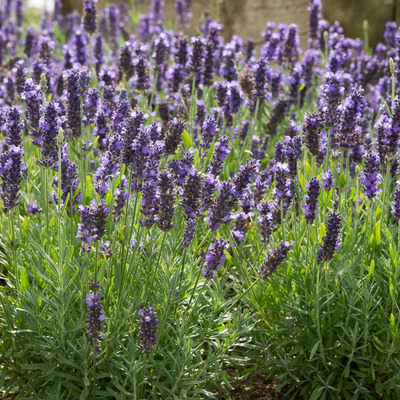 Lavandula angustifolia 'Spear Blue' Valódi levendula