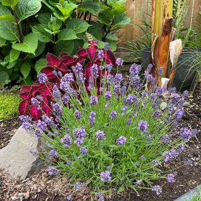 Lavandula angustifolia&nbsp;'Thumbelina Leigh' Angol levendula