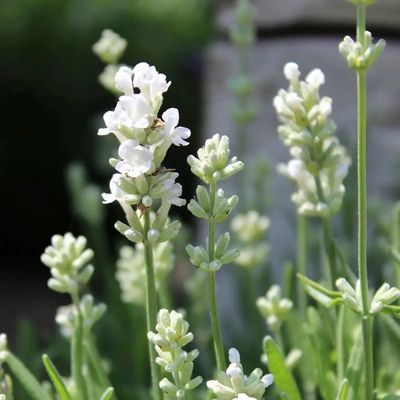 Lavandula angustifolia 'White Fragrance' Valódi levendula