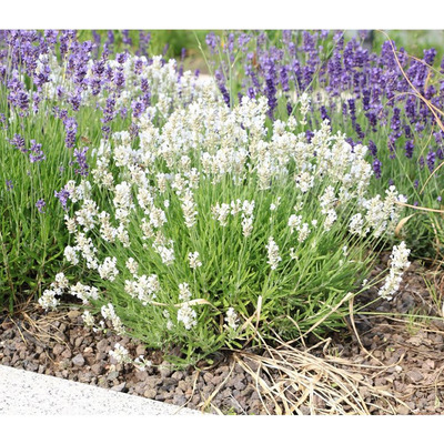 Valódi levendula Lavandula angustifolia 'White Summer'