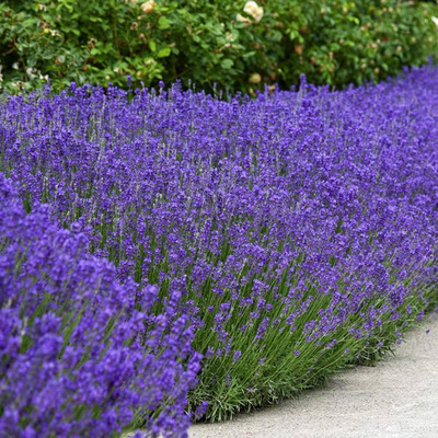 Lavandula angustifolia Valódi levendula