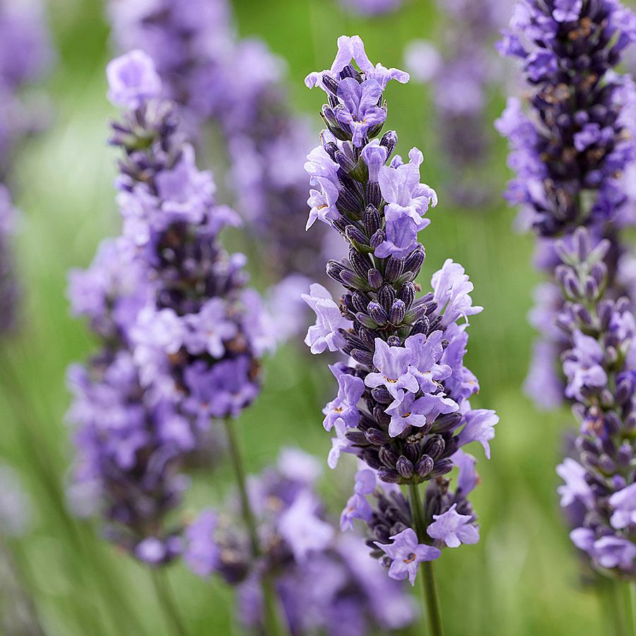 Lavandula x intermedia 'Amelia' Hibrid levendula