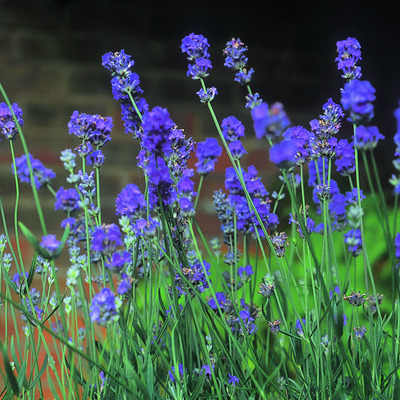 Hibrid levendula Lavandula x intermedia 'Arabian Night'