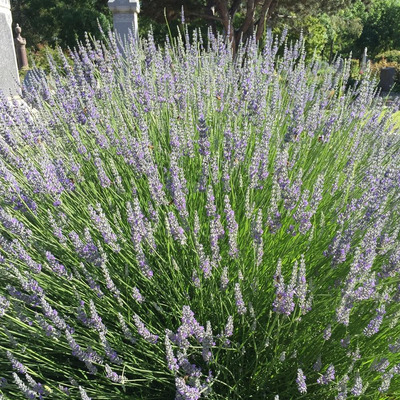 Lavandula x intermedia 'Dutch' Hibrid levendula