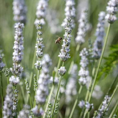 Lavandula x intermedia 'Edelweiss' Hibrid levendula