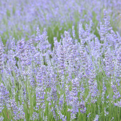 Lavandula x intermedia 'Grappenhall' Hibrid levendula