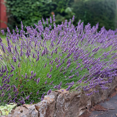 Lavandula x intermedia 'Grosso' Hibrid levendula