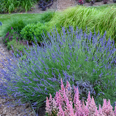 Lavandula x intermedia 'Phenomenal' Hibrid levendula