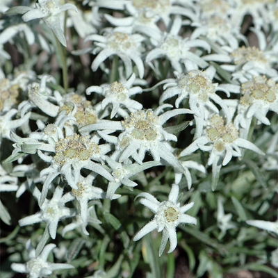 Leontopodium alpinum 'Everest' Havasi gyopár