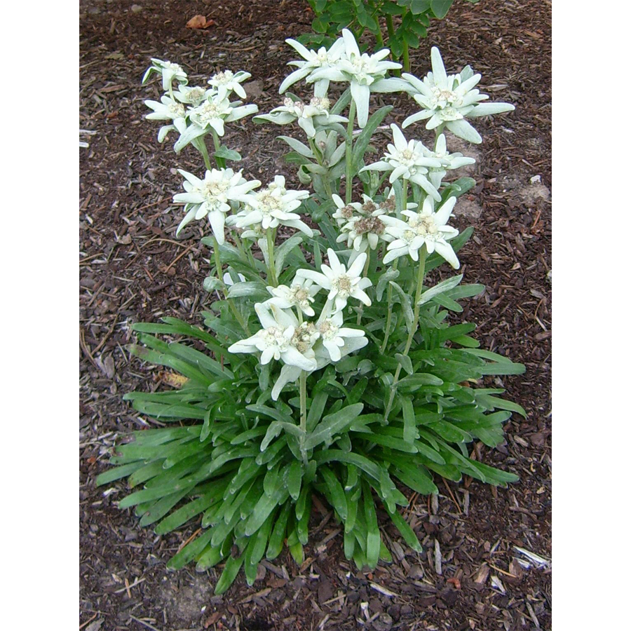 Leontopodium alpinum 'Matterhorn'