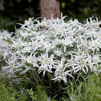 Leontopodium alpinum Havasi gyop&aacute;r