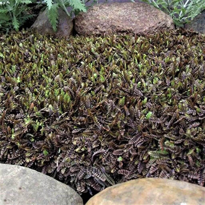 Leptinella squalida 'Platt's Black' Barna lúgvirág