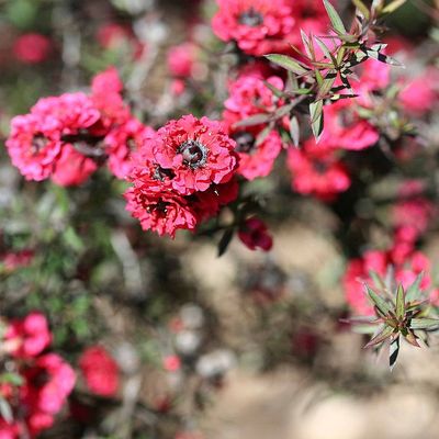 Leptospermum scoparium Teamirtusz