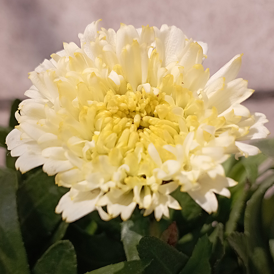 Margaréta fajták Leucanthemum mix