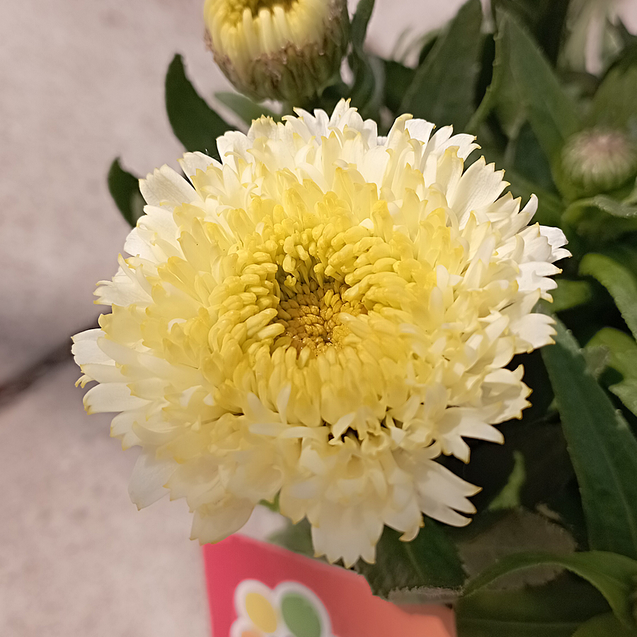 Margaréta fajták Leucanthemum mix