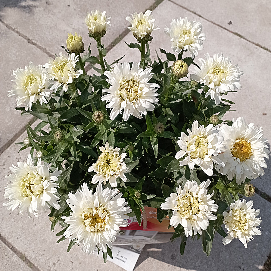 Leucanthemum mix Margaréta fajták