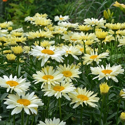 Leucanthemum superbum 'Banana Cream' Margaréta