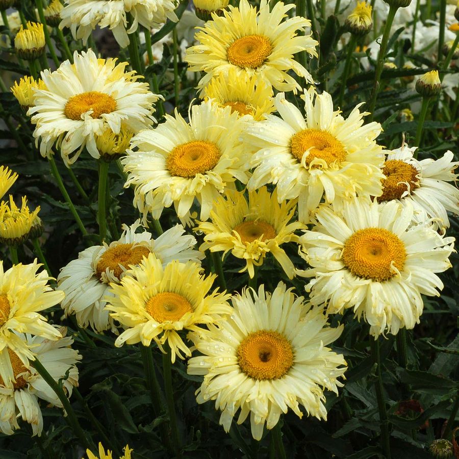 Leucanthemum superbum 'Goldfinch' Margar&eacute;ta