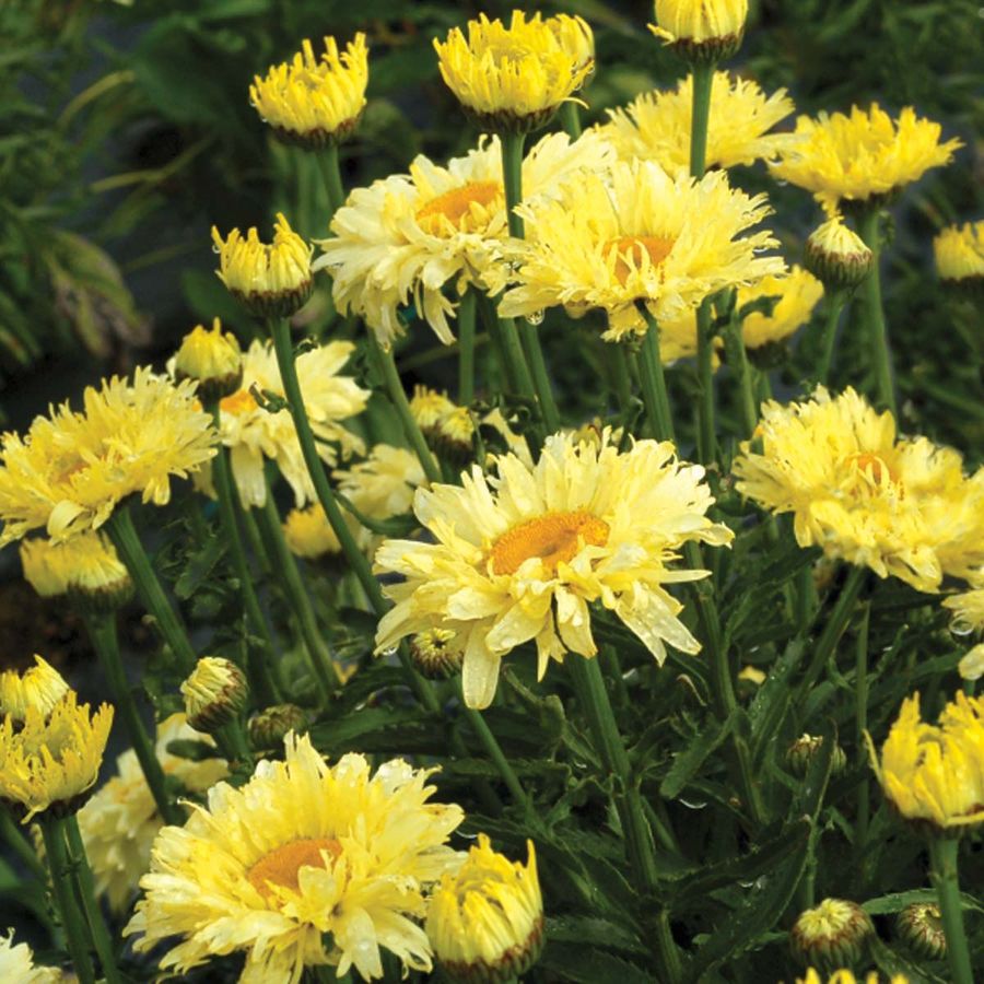 Margar&eacute;ta Leucanthemum superbum 'Goldfinch'