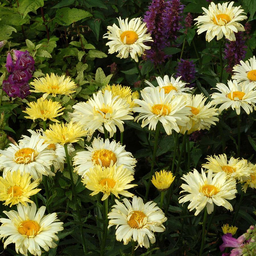 Margar&eacute;ta Leucanthemum superbum 'Goldfinch'