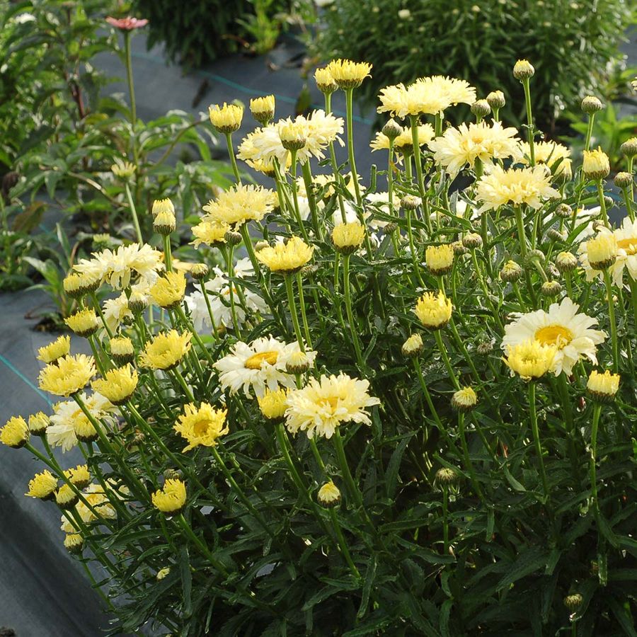 Margar&eacute;ta Leucanthemum superbum 'Goldfinch'
