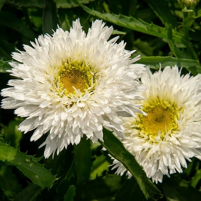Leucanthemum superbum 'Sante' Margaréta