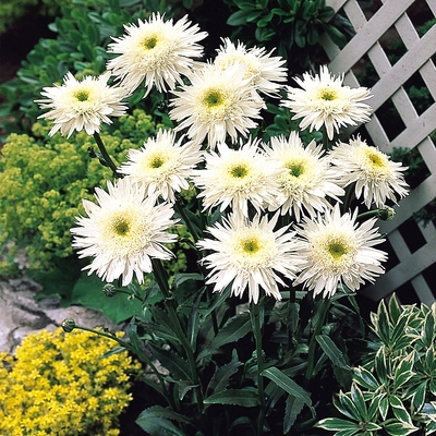 Leucanthemum superbum 'Wirral Supreme' Margaréta