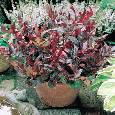 Leucothoe 'Scarletta' Fürtös hanga